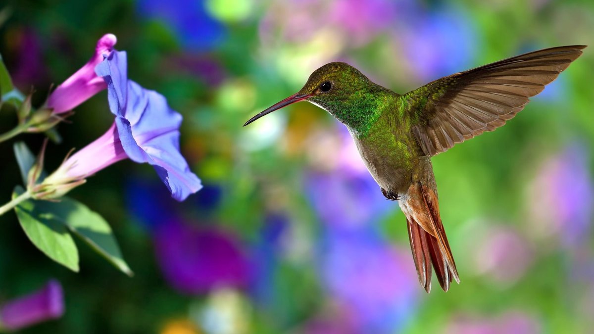 Колибри Северной Америки