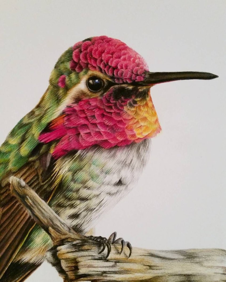 Колибри рисунок