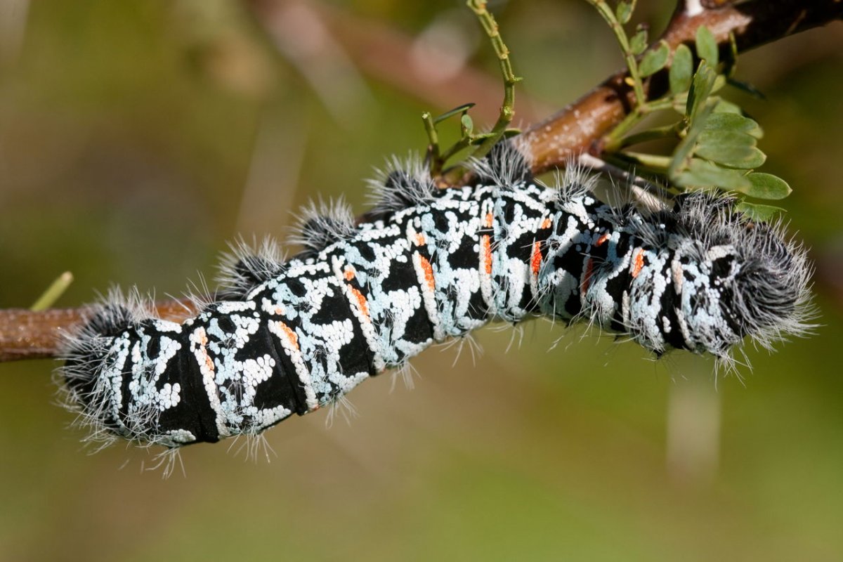Attacus Atlas гусеница