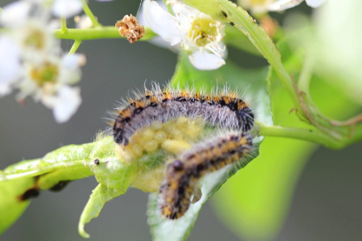 Гусеница листовертка висит
