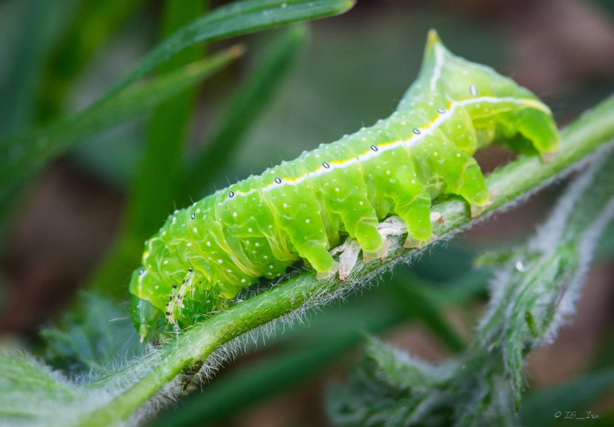 Гусеница бабочки-мегалопигида
