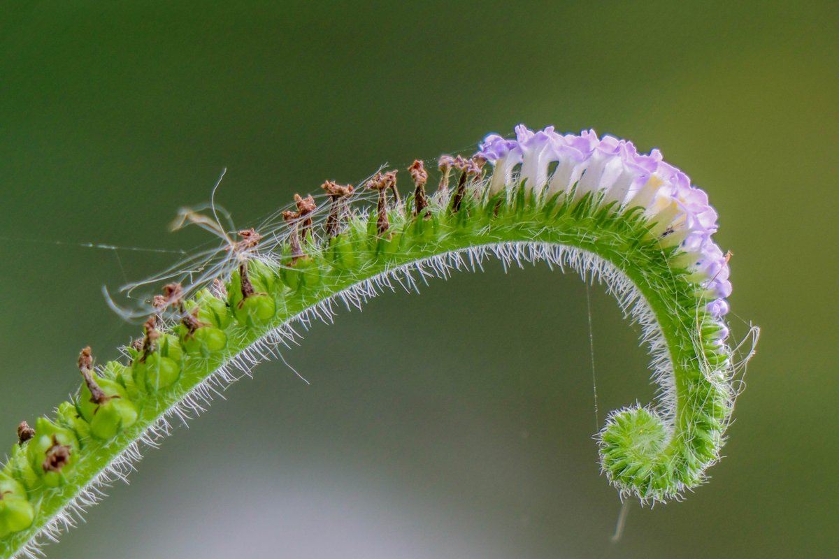 Гусеница бабочки Carthaea saturnioides