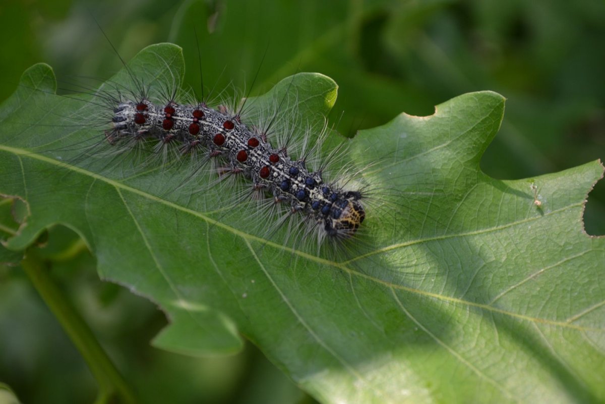 Яблонная стеклянница гусеница