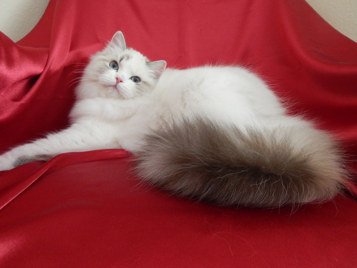 Рэгдолл кошка