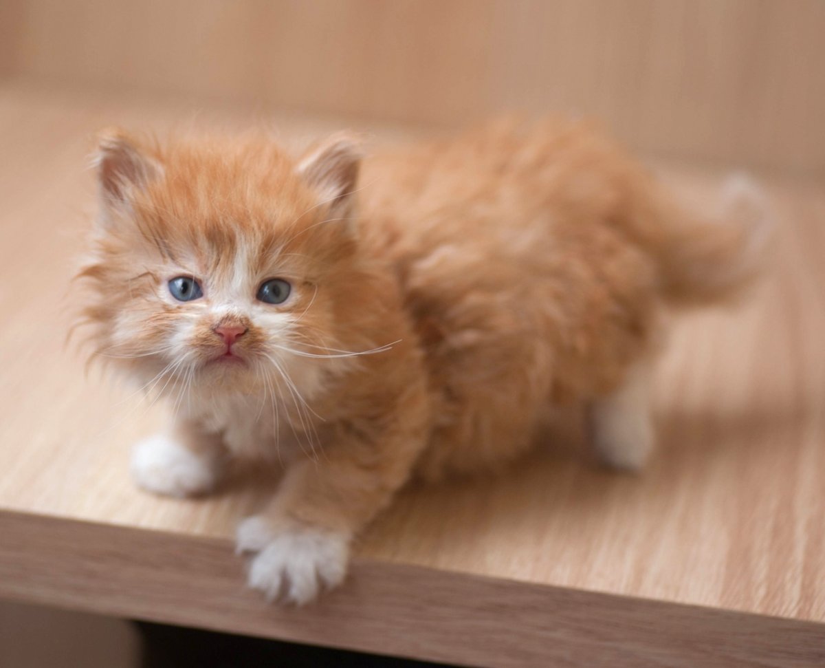 Ред дол персиковый кошка