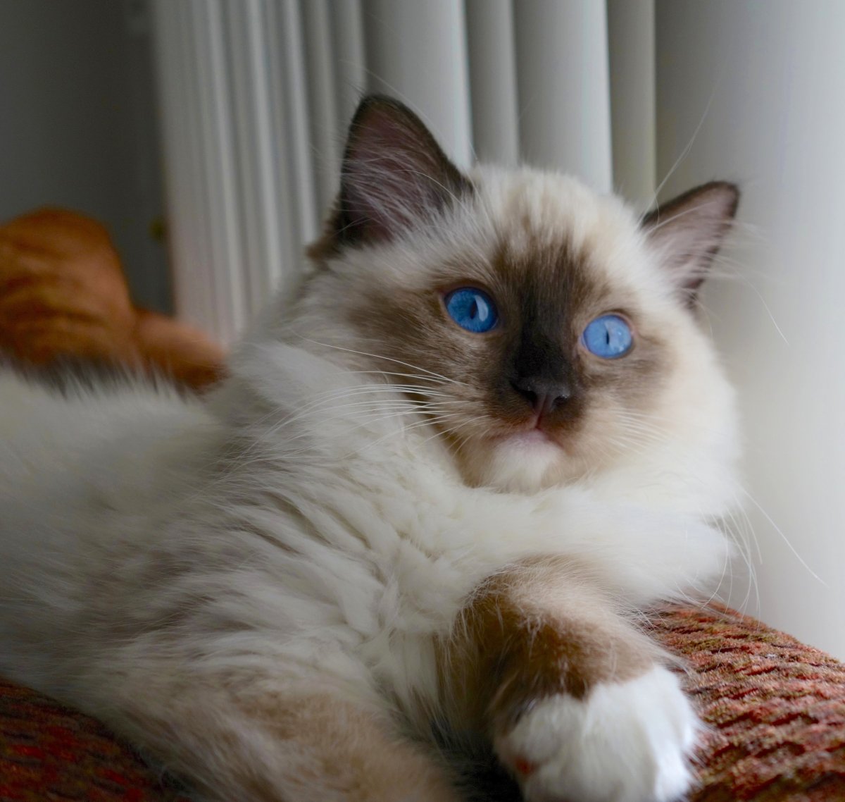 Рэгдолл гладкошерстный