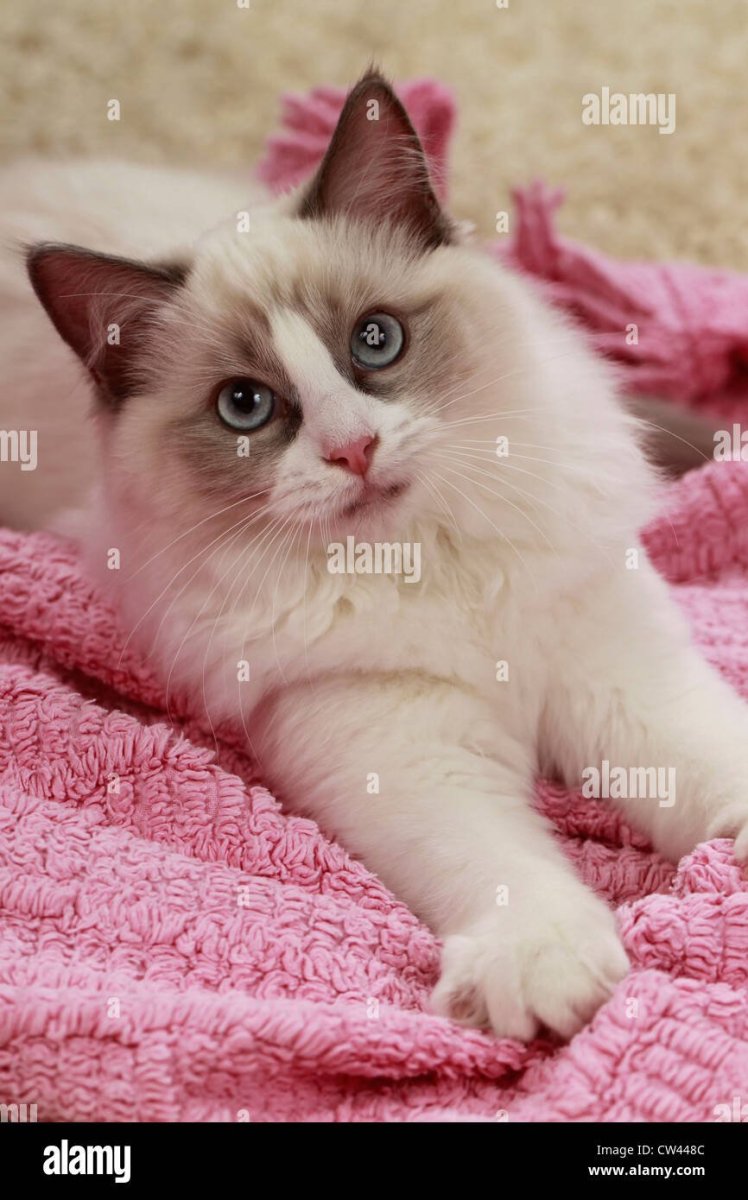 Фотографии самых красивых кошек