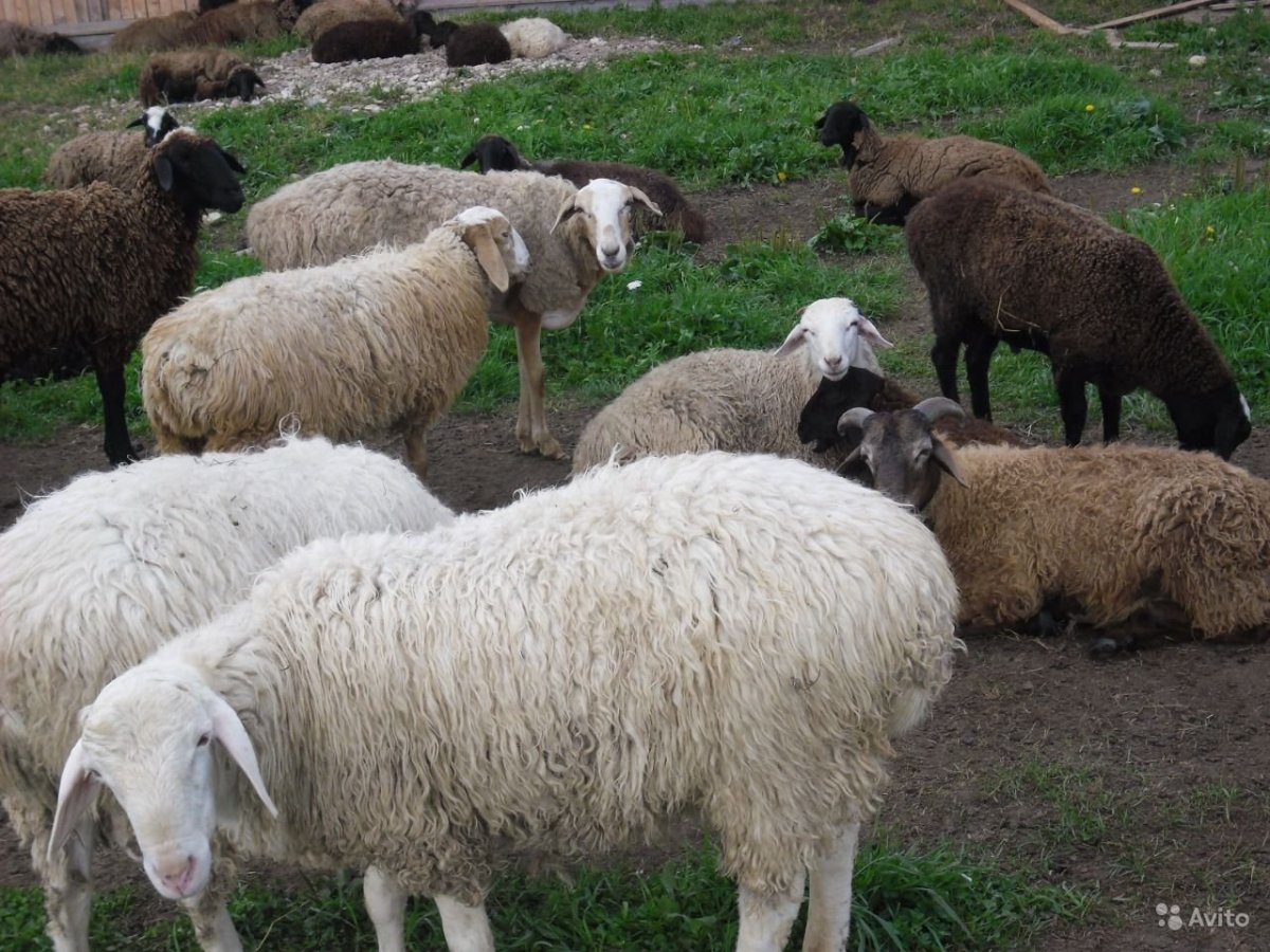 Породы Баранов курдючные