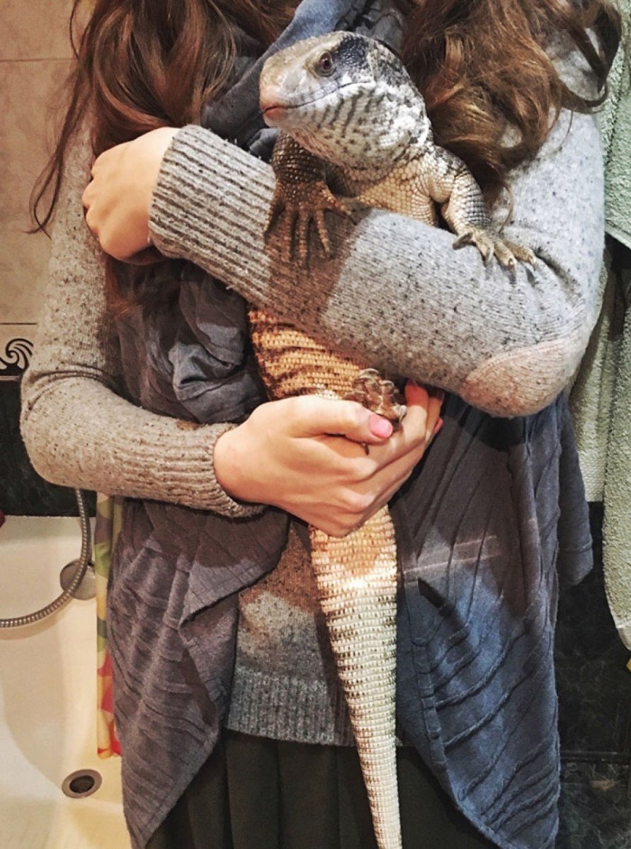 Капский Варан домашний
