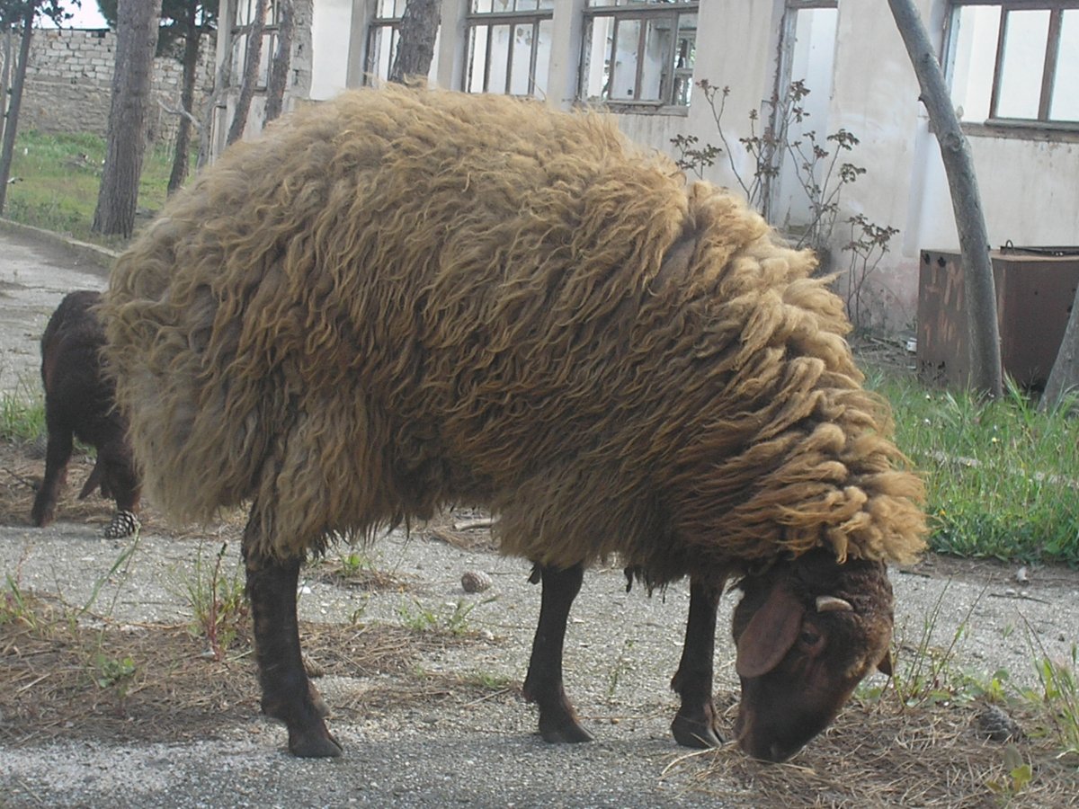 Курдючный баран