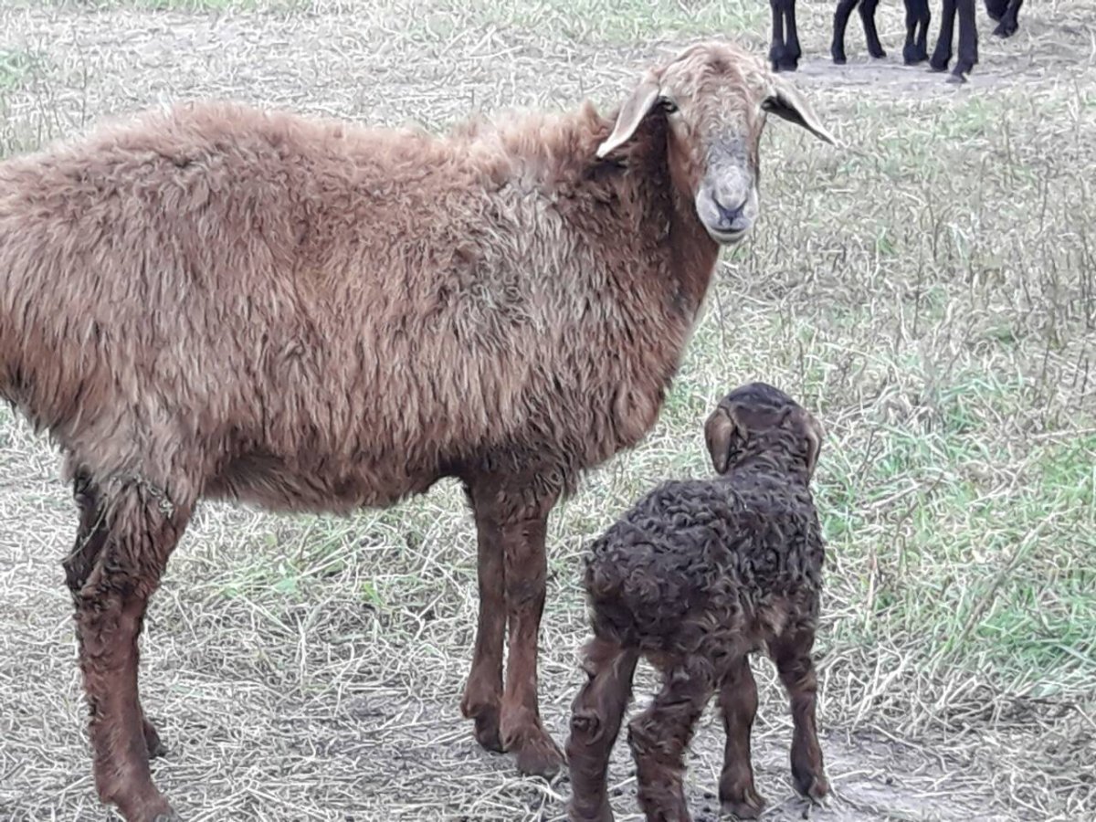 Курдючные Эдельбай