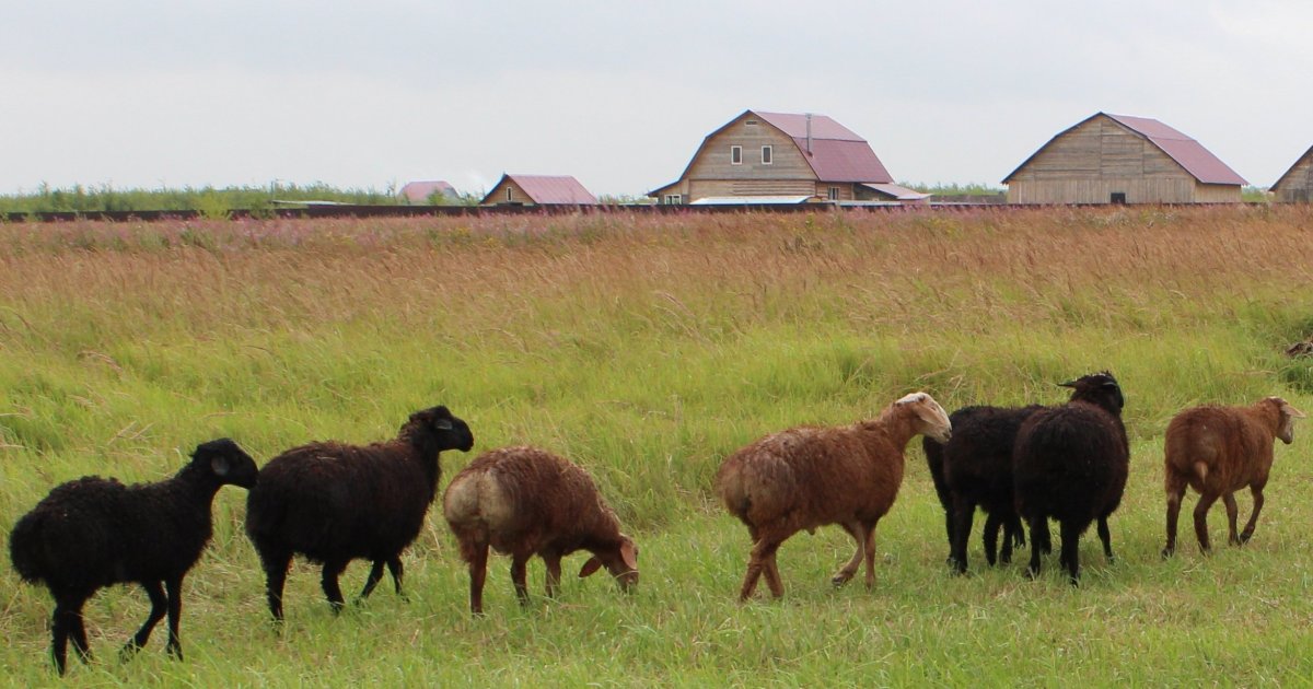Фото овец и Баранов Эдельбай