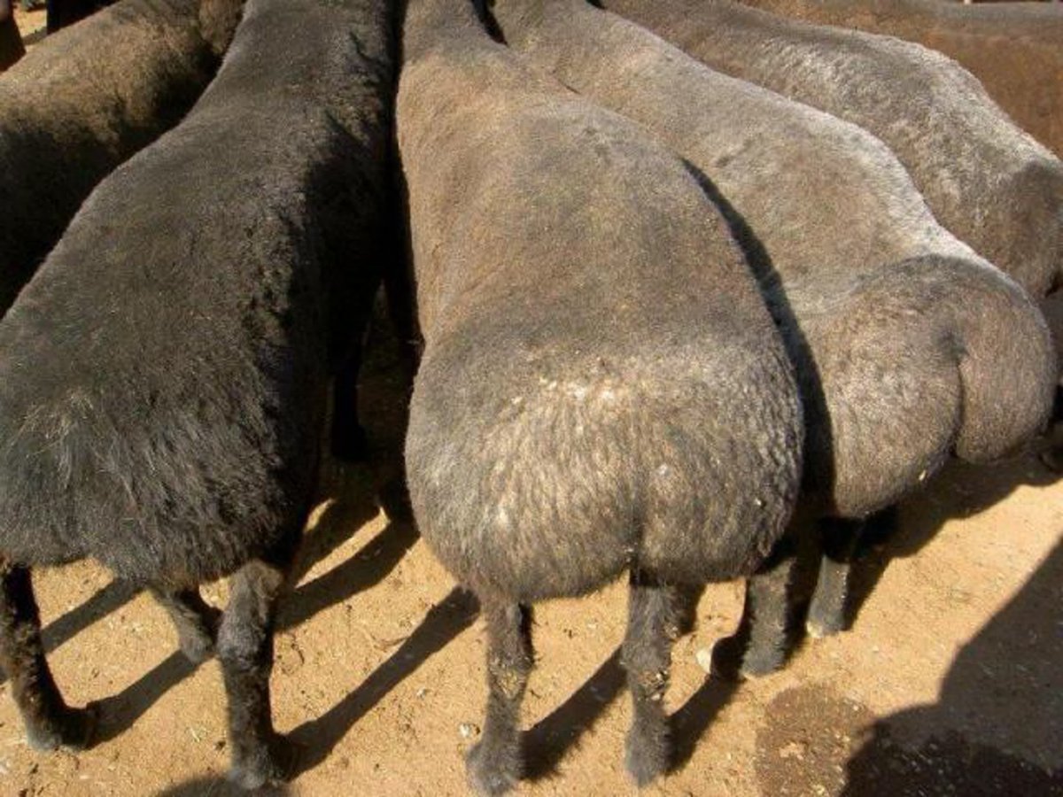 Курдючный баран