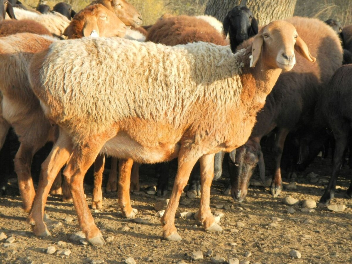 Гиссарская курдючная овца