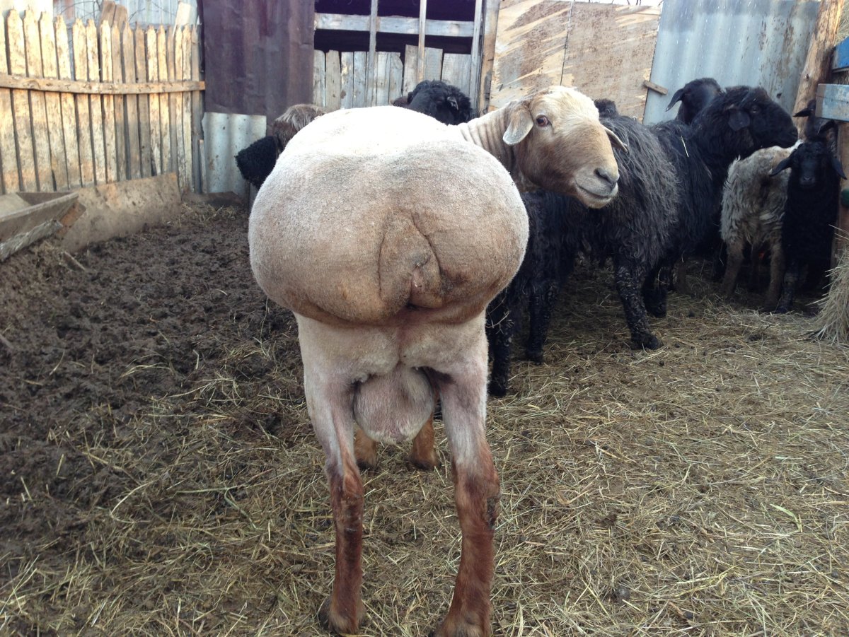 Курдючный барашек порода