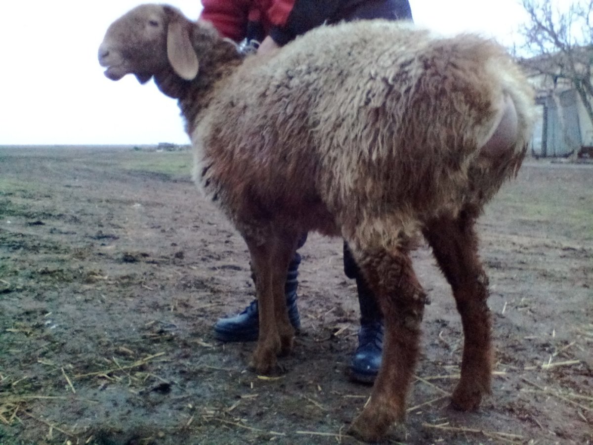 Курдючные породы овец