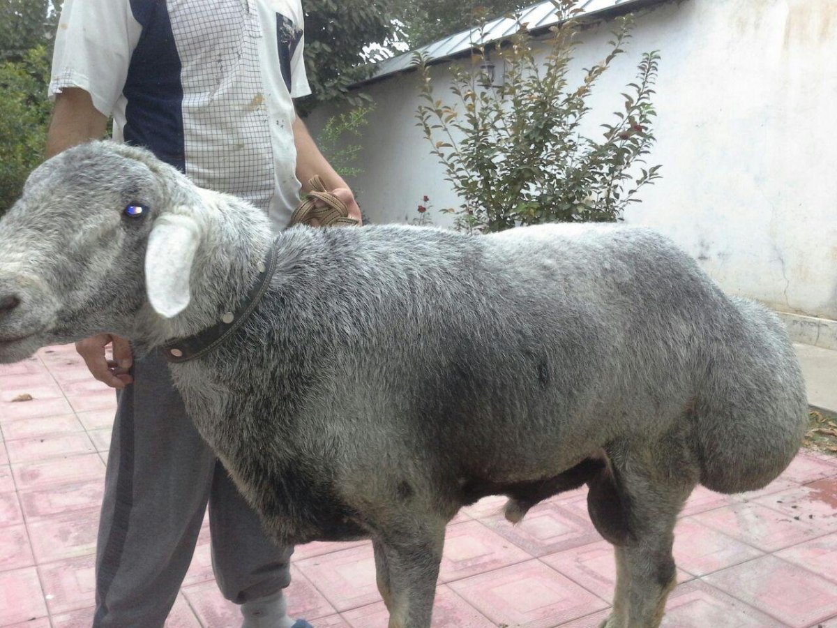 Породы Баранов курдючные