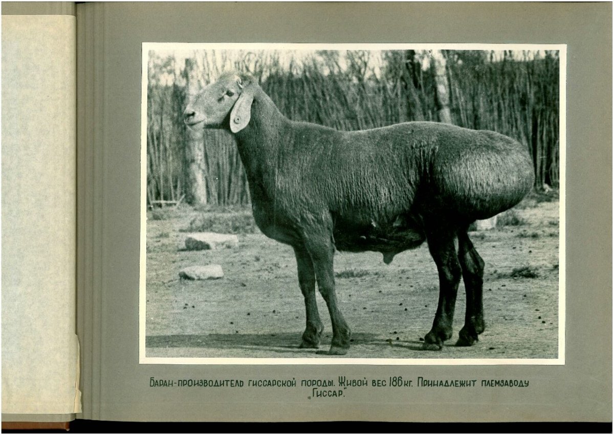 Гиссарская порода Баранов вес