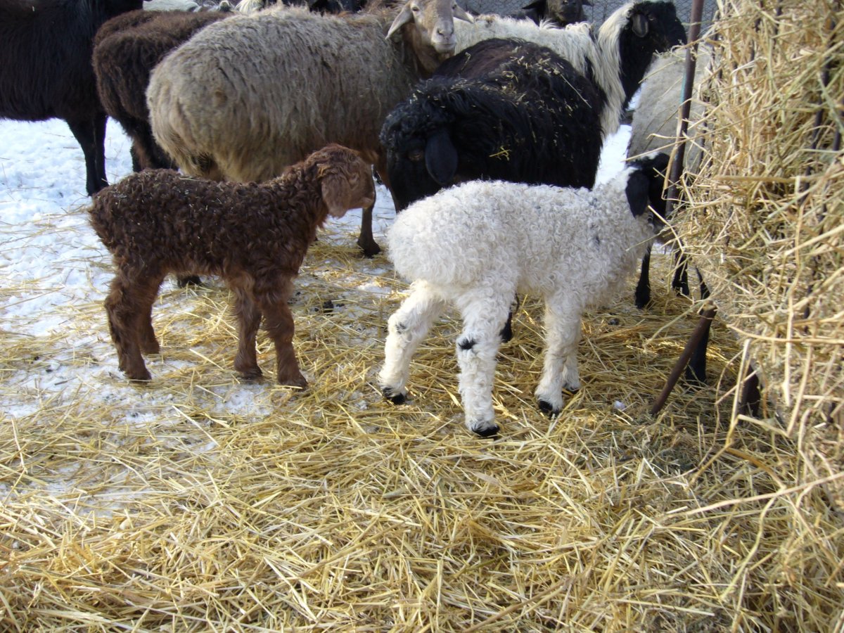 Курдючные овцы