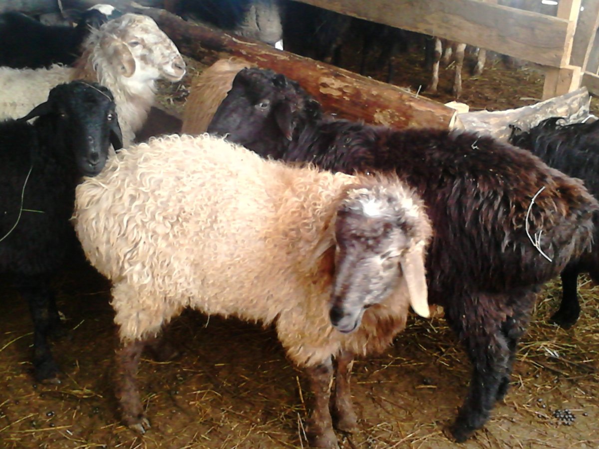 Андийская порода баран