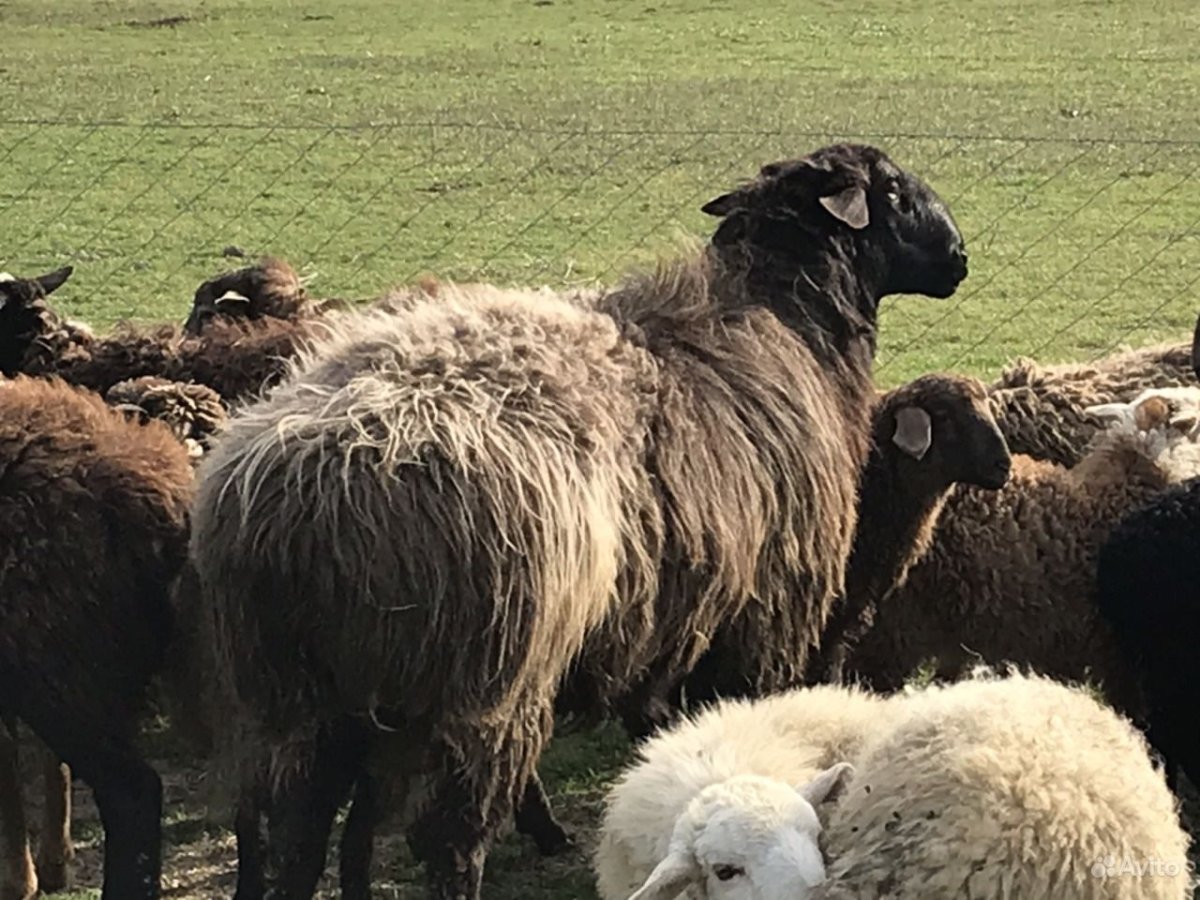 Курдючный баран