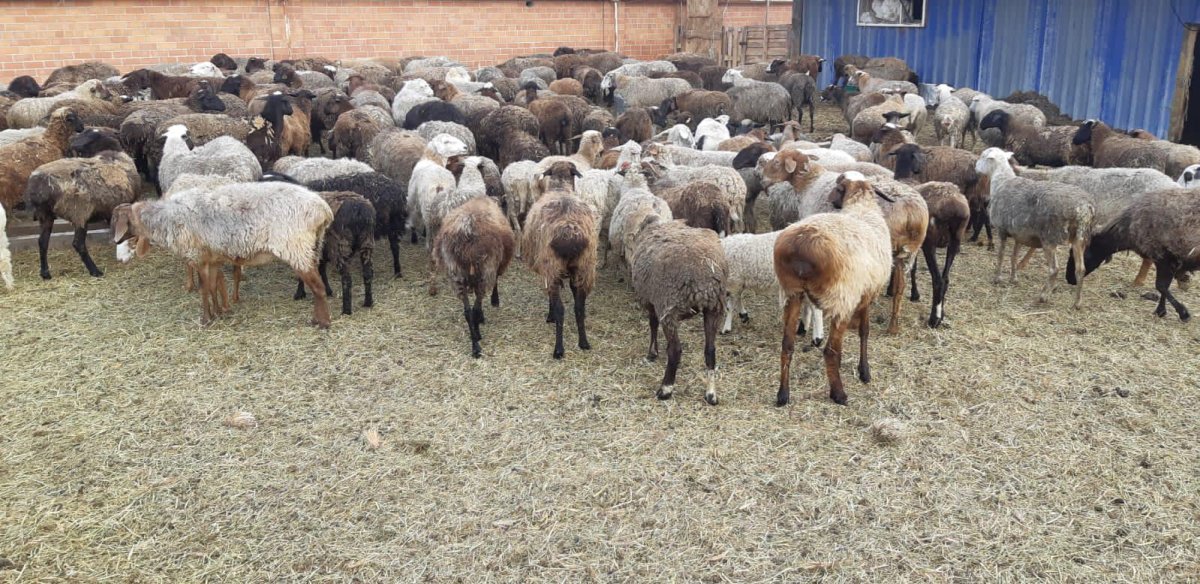 Бараны курдючные девочки