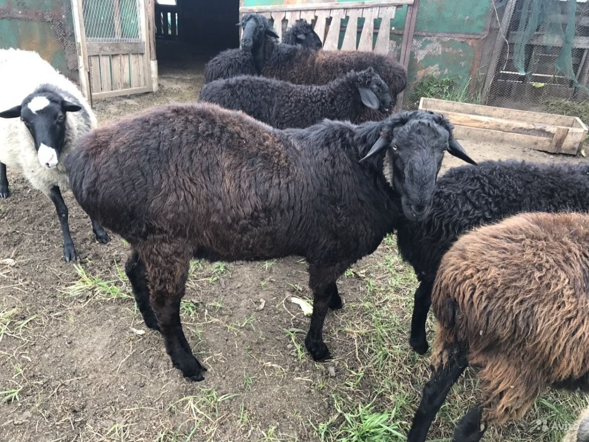 Овца Романовская эдильбаевская гиссарская