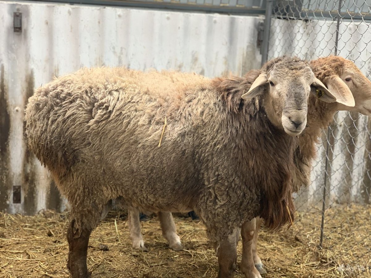 Меринос курдючная порода