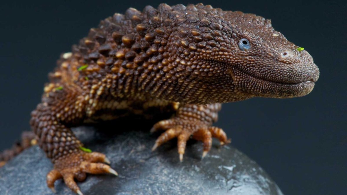 Orlitia borneensis