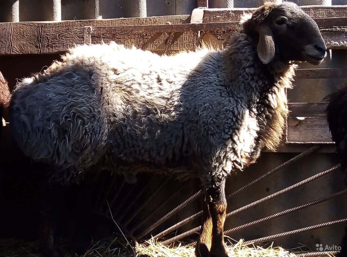 Породы Баранов курдючные