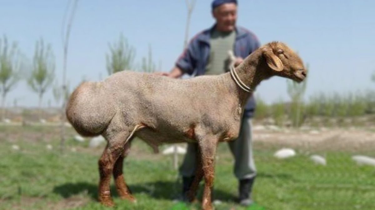 Гиссарская порода Баранов