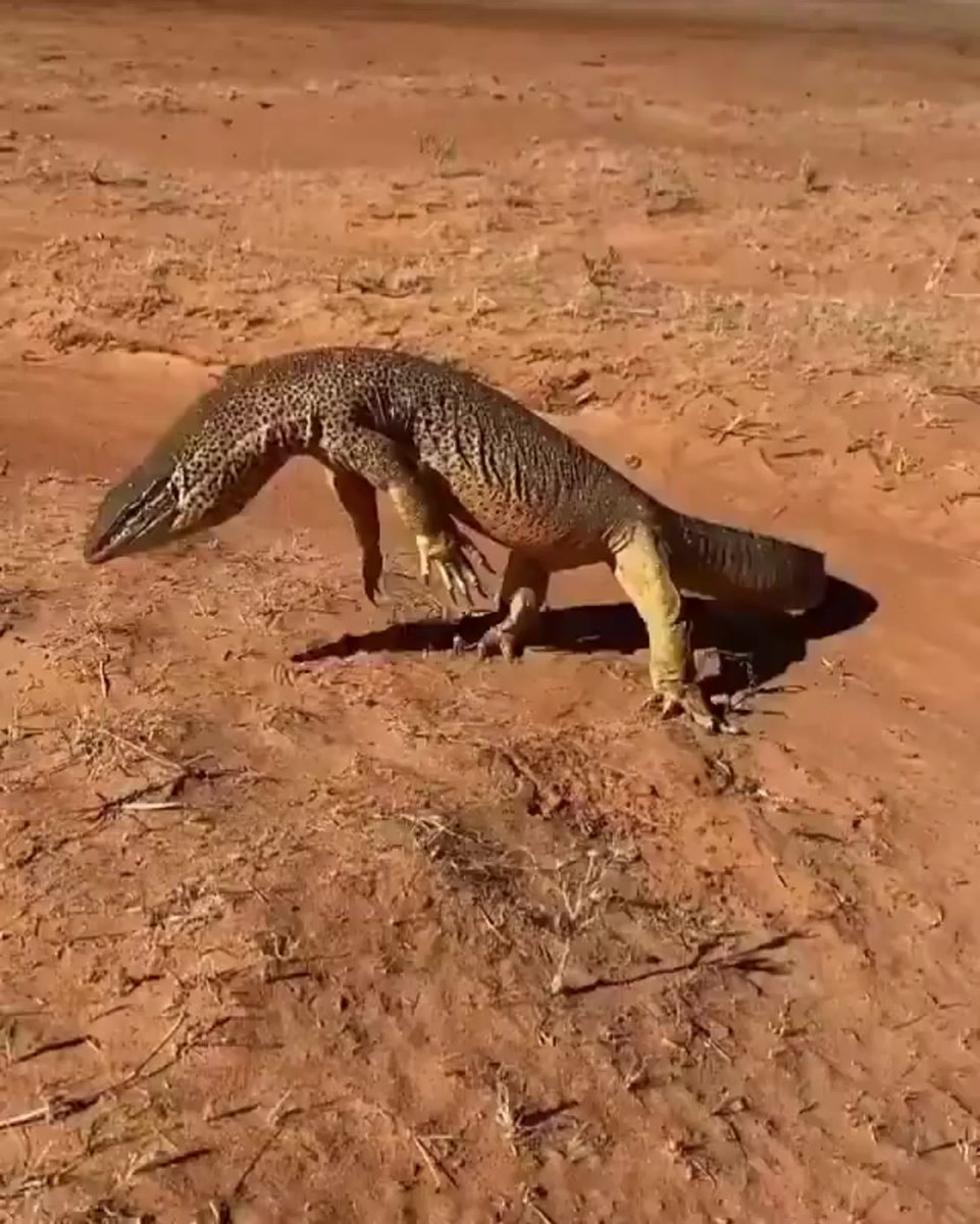 Аргусов Варан