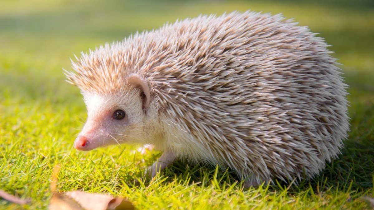 Обыкновенный ёж