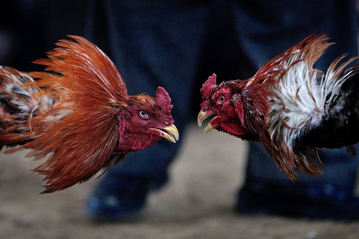 Пьяный петух