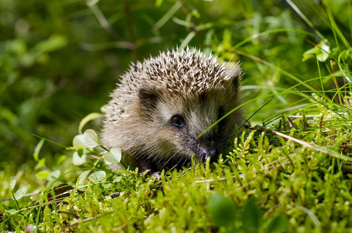 Ёж обыкновенный красная книга