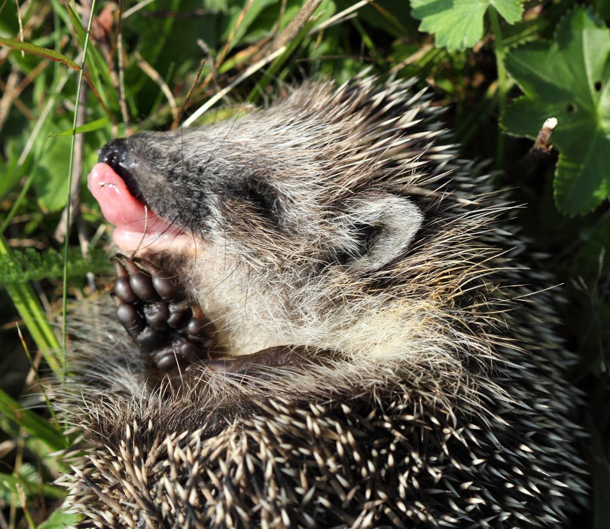 Даурский ёж