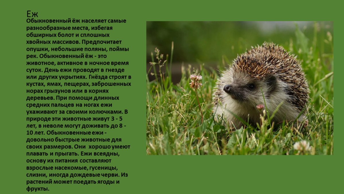 Еж клубочком