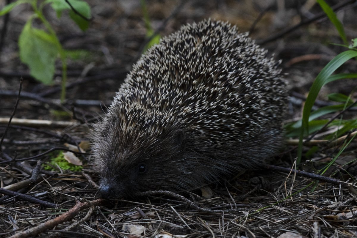 Мордочка ежика