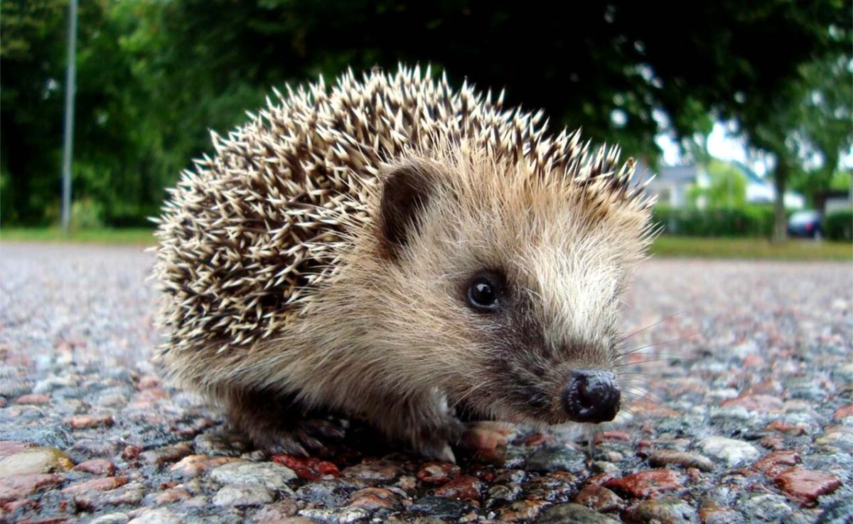 Ежи семейство отряда