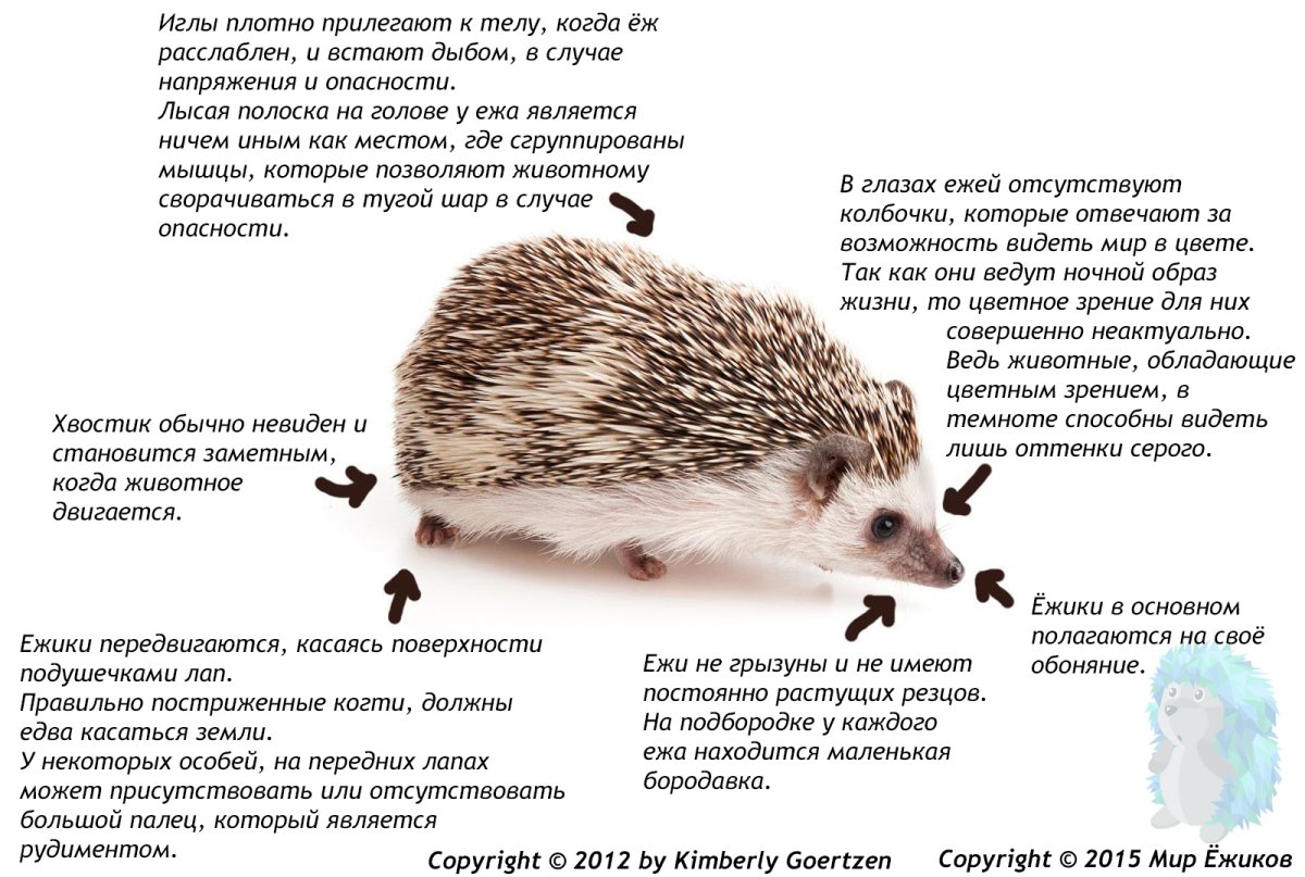 Глупый Ежик