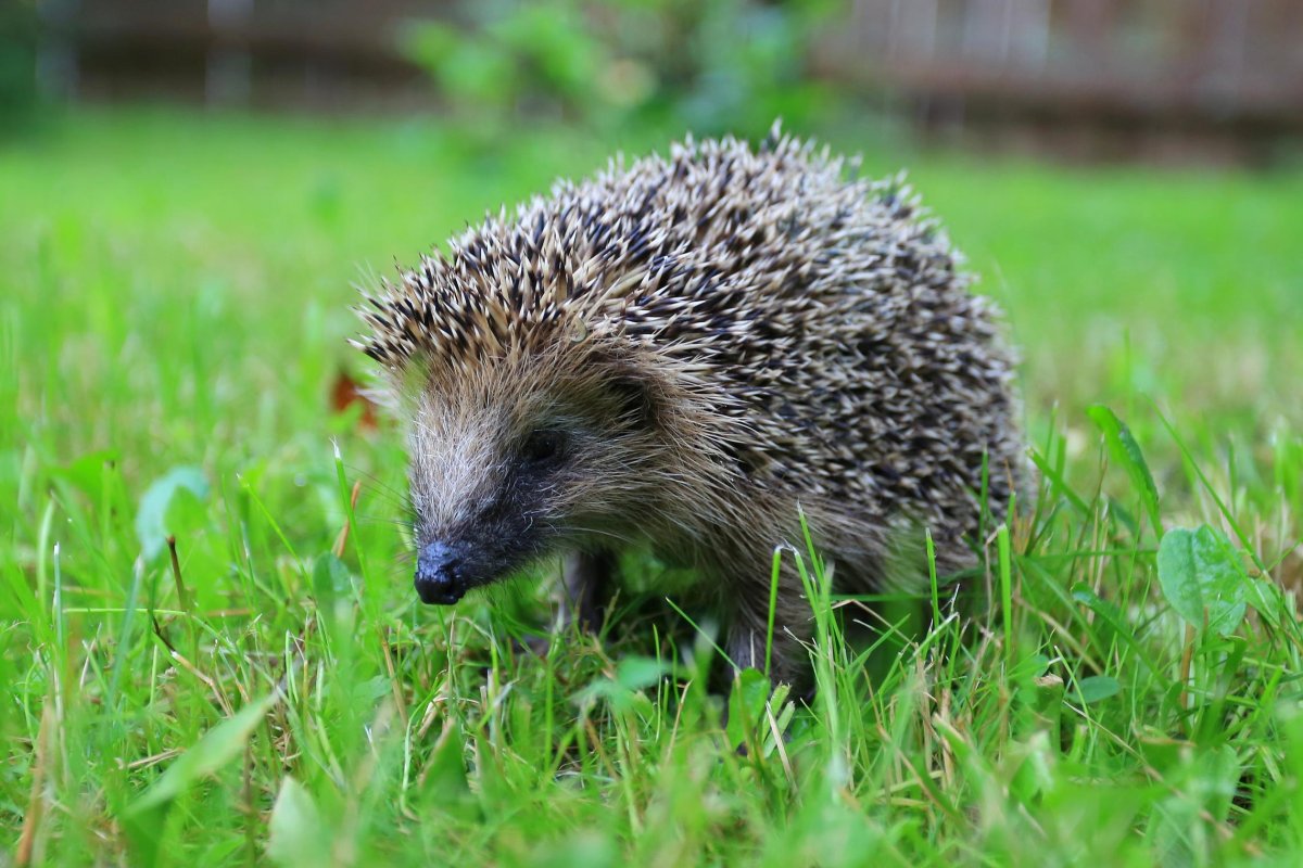 Голобрюхий ёж