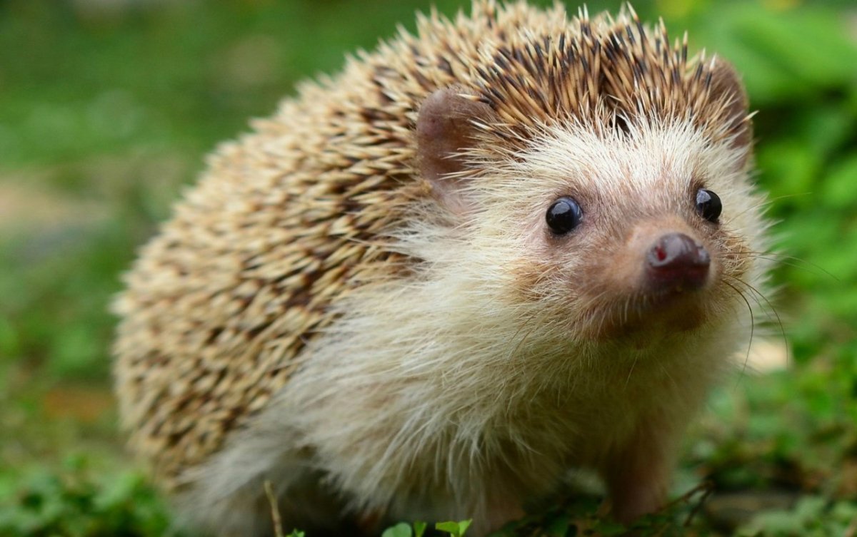 Белогрудый еж