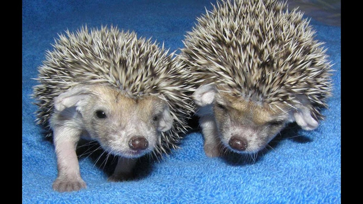 Костюм Ежик