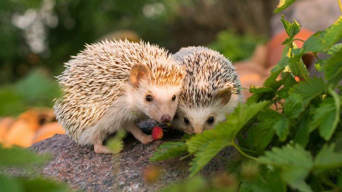 Пара ежиков