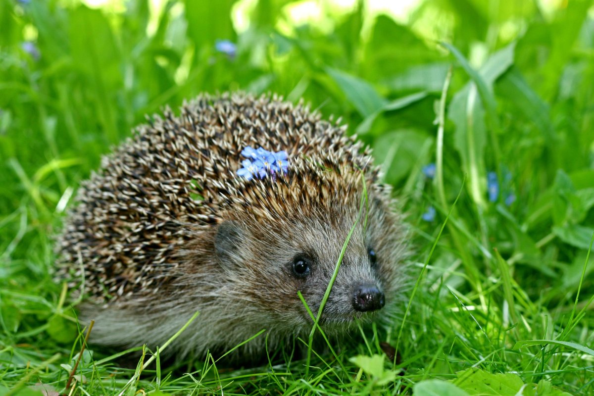 Обыкновенный ёж маленький