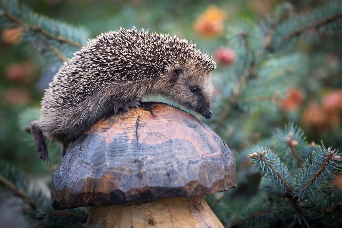 Ушастый ёж