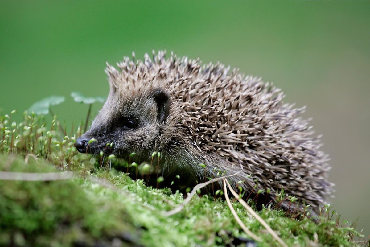 Удивленный еж