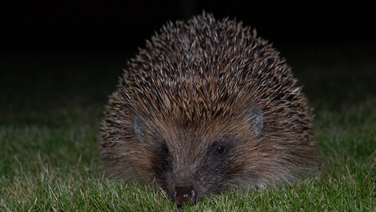 Ежик умывается