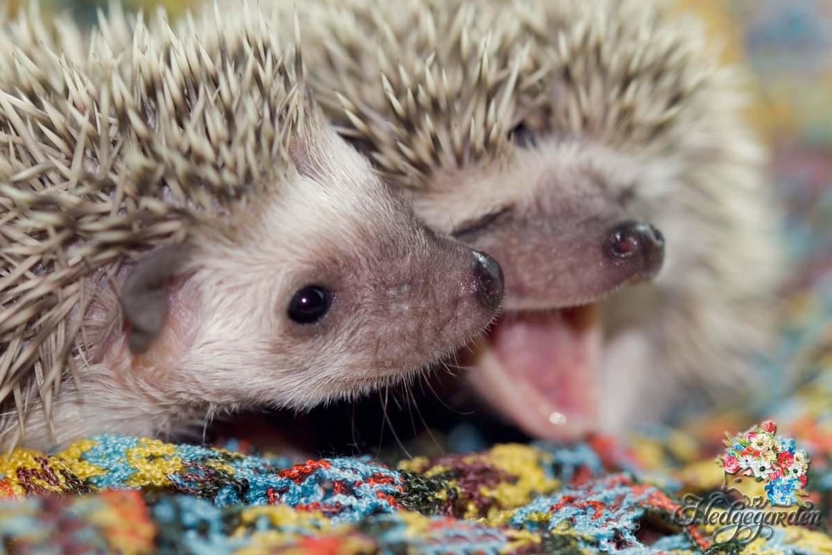 Блинский ёж