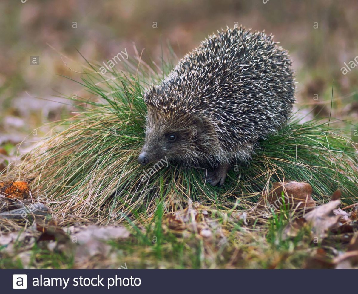 Травяной Ежик